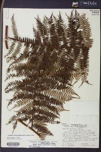 Alsophila polystichoides image