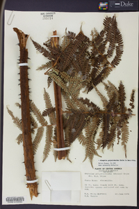 Alsophila polystichoides image