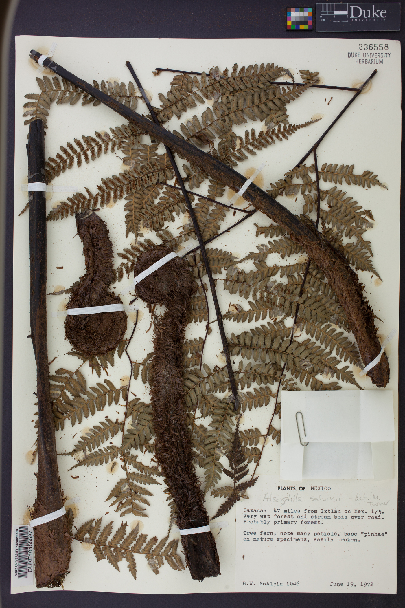 Alsophila salvinii image