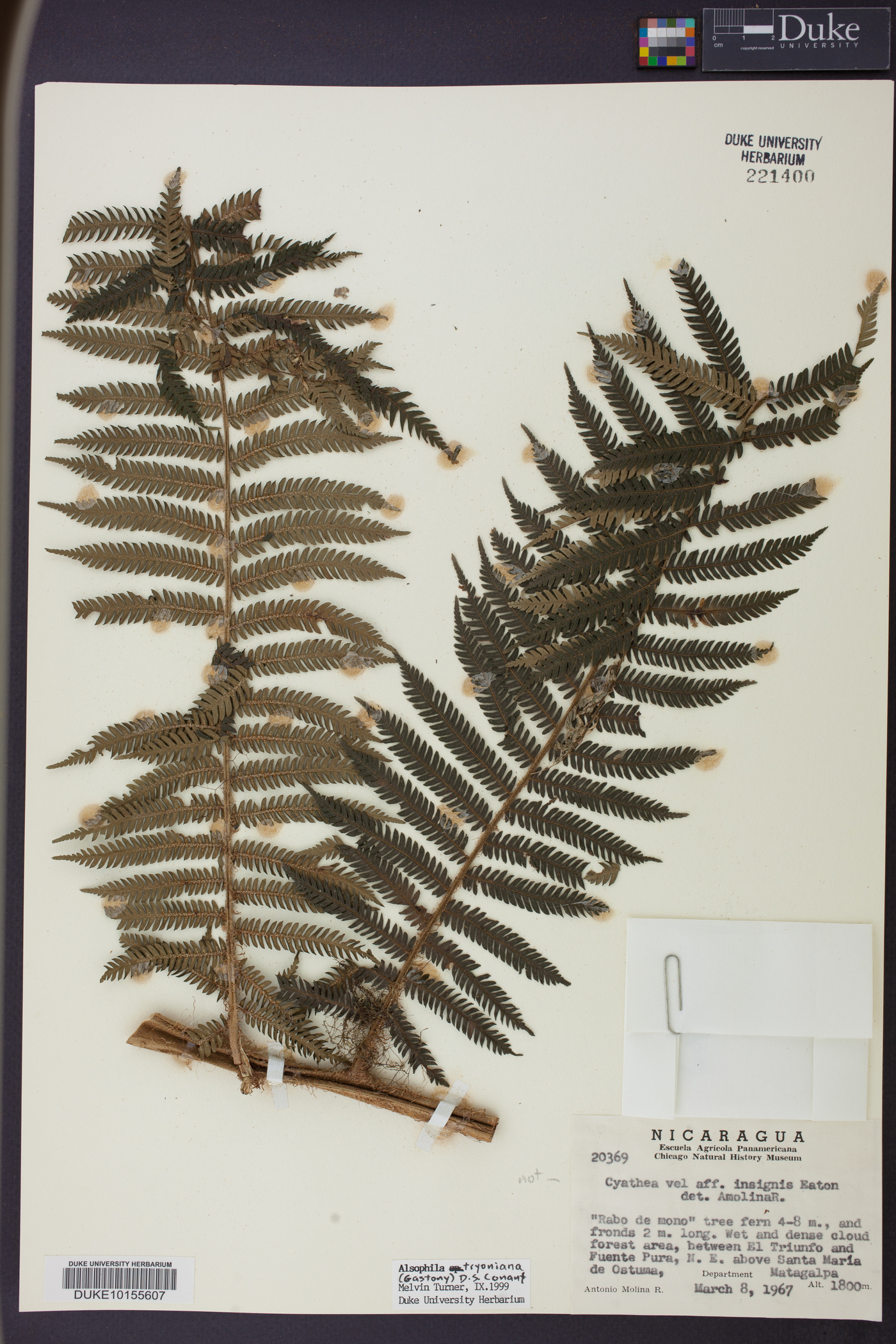 Cyathea tryoniana image