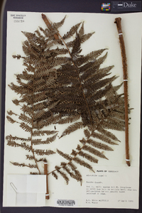 Cyathea elongata image