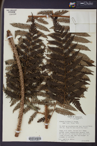 Cyathea elongata image