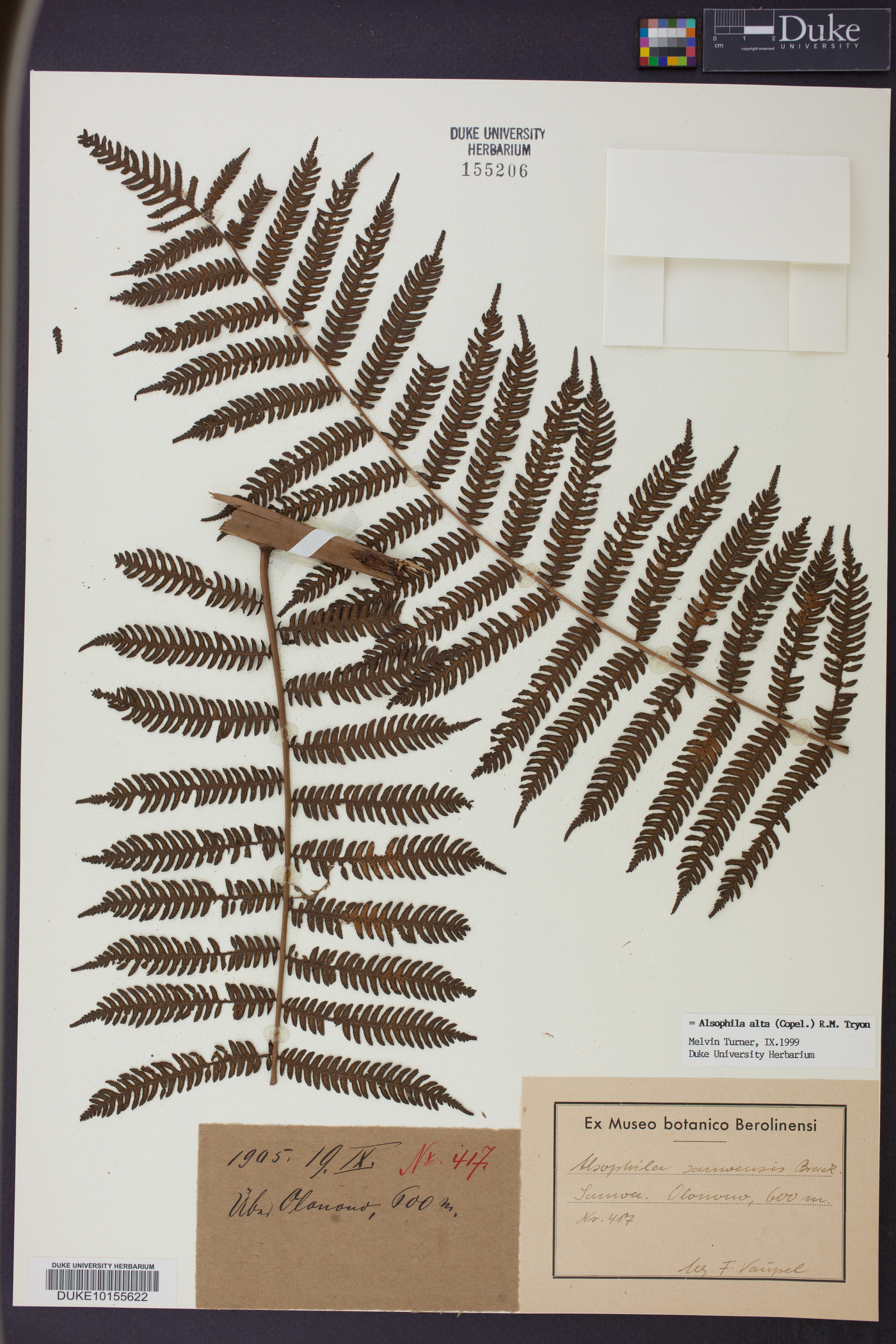 Cyathea alta image