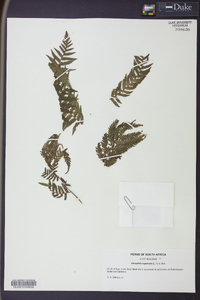 Cyathea capensis image