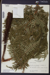 Cyathea smithii image