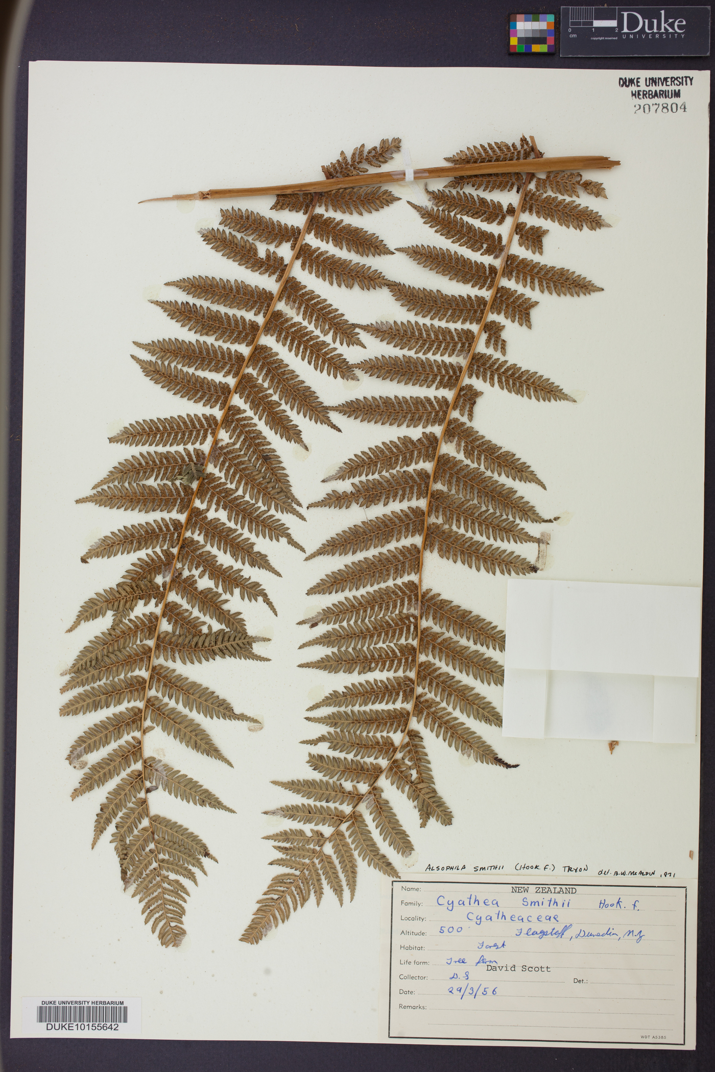 Cyathea smithii image