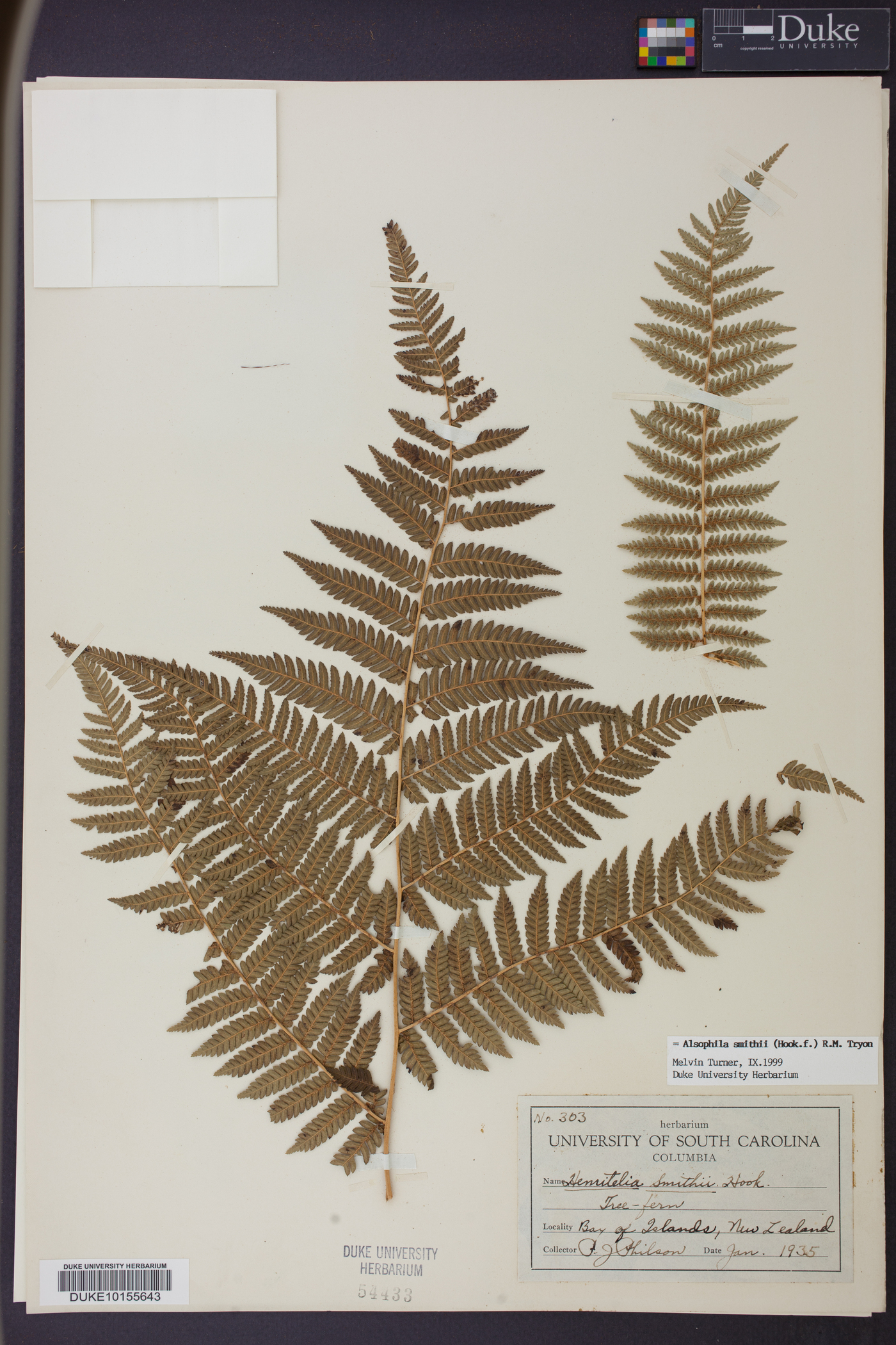 Cyathea smithii image