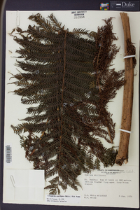 Cyathea stelligera image