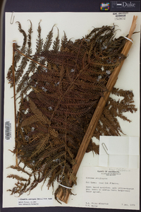 Cyathea stelligera image