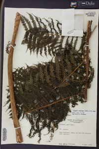 Cyathea stelligera image