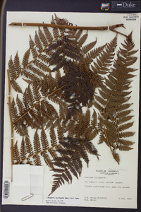 Cyathea vieillardii image