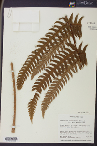 Cnemidaria grandifolia image