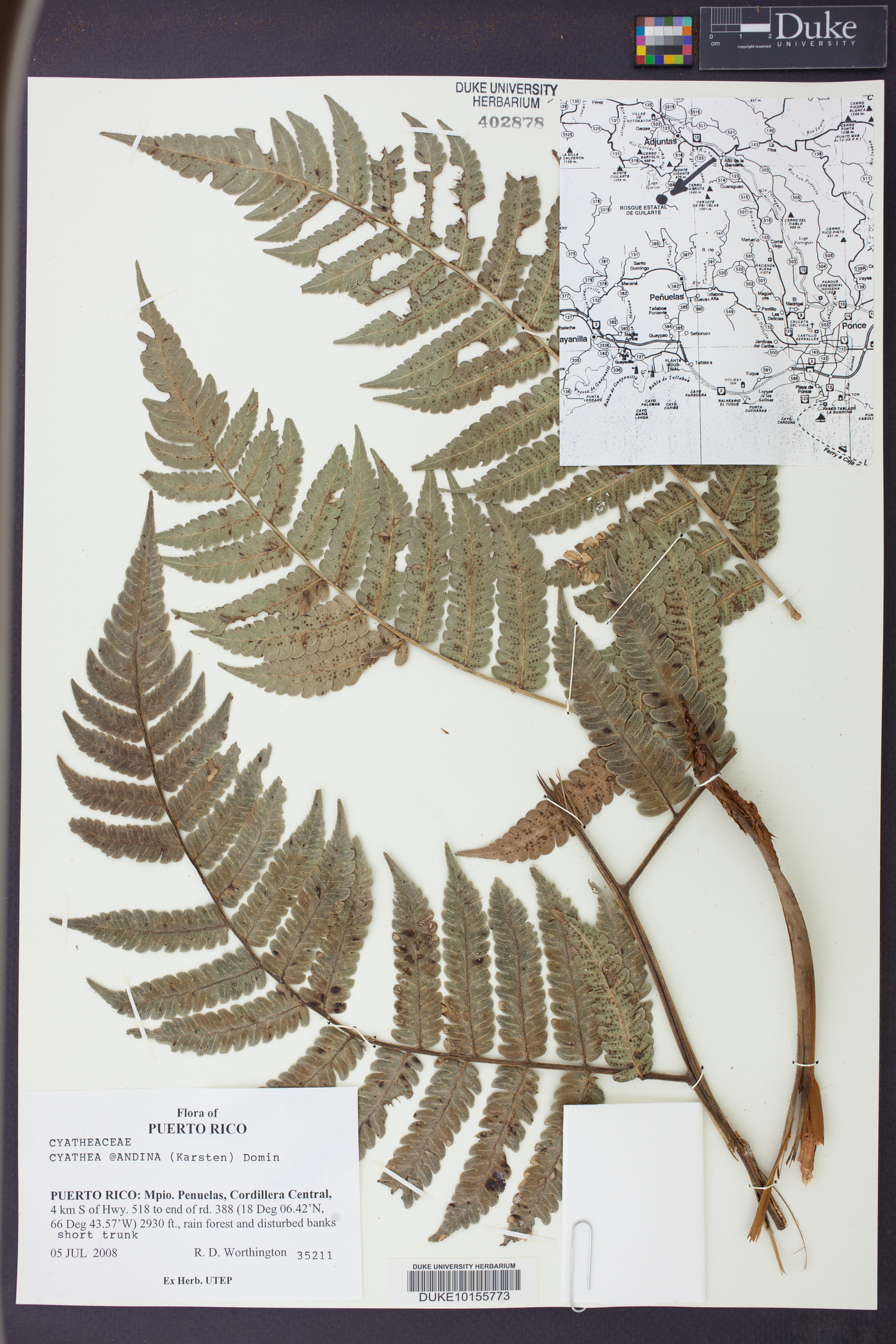 Cyathea andina image