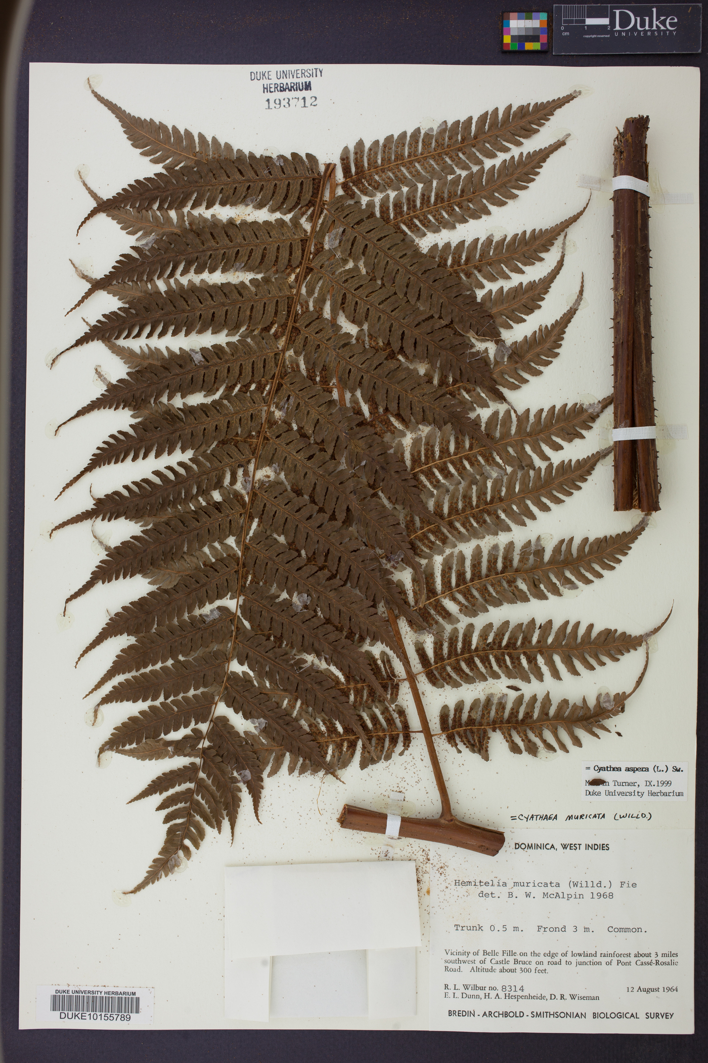 Cyathea aspera image