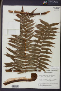 Cyathea aspera image