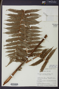 Cyathea aspera image