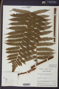 Cyathea aspera image