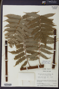 Cyathea aspera image