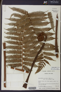 Cyathea aspera image