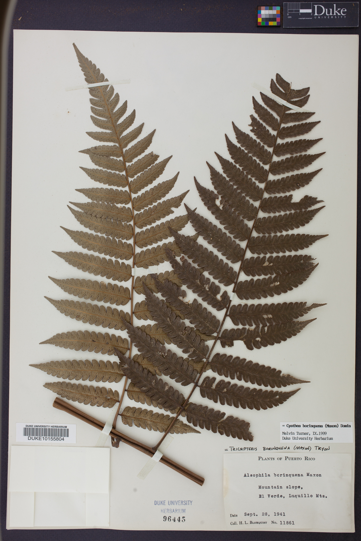 Cyathea borinquena image