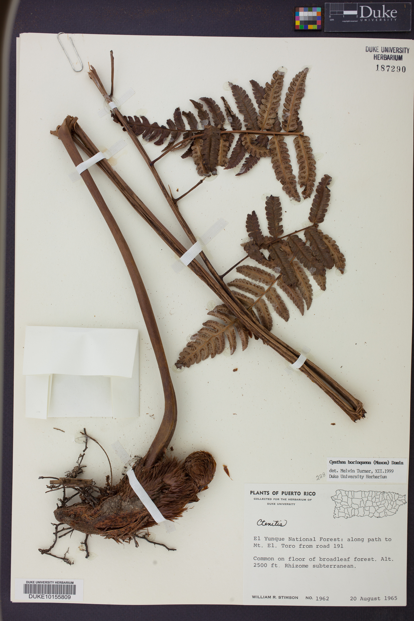 Cyathea borinquena image