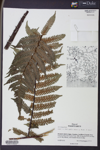 Cyathea furfuracea image