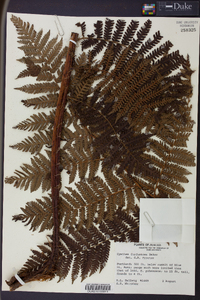 Cyathea furfuracea image