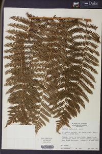 Cyathea furfuracea image