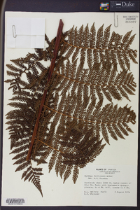 Cyathea furfuracea image