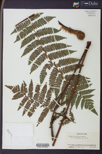 Cyathea furfuracea image