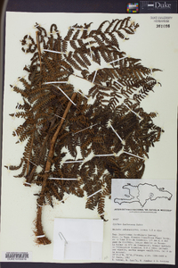 Cyathea furfuracea image