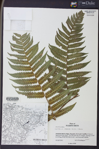 Cyathea horrida image