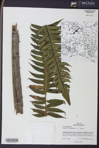 Cyathea horrida image