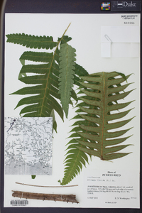 Cyathea horrida image