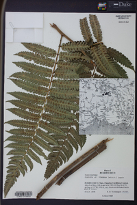 Cyathea pungens image