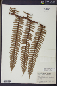 Cyathea sagittifolia image