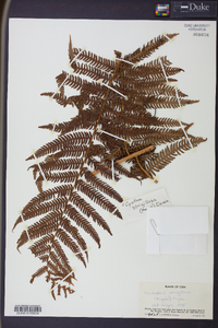 Cyathea strigillosa image