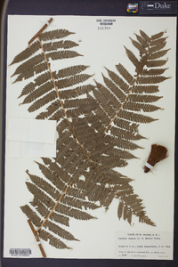 Cyathea tenera image