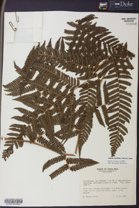 Cyathea acutidens image