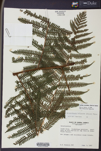 Cyathea acutidens image