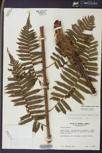 Cyathea acutidens image