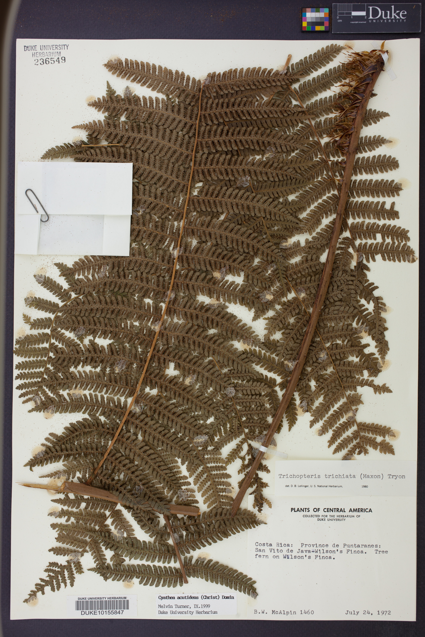 Cyathea acutidens image