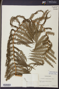 Cyathea bicrenata image