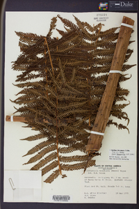 Cyathea bicrenata image