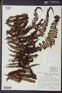 Cyathea bicrenata image