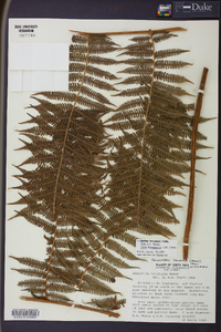 Cyathea bicrenata image