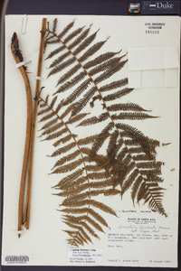 Cyathea bicrenata image