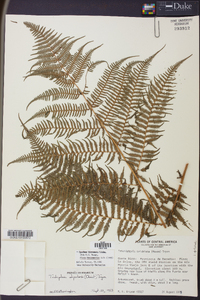 Cyathea bicrenata image