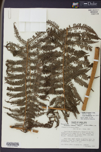 Cyathea bicrenata image