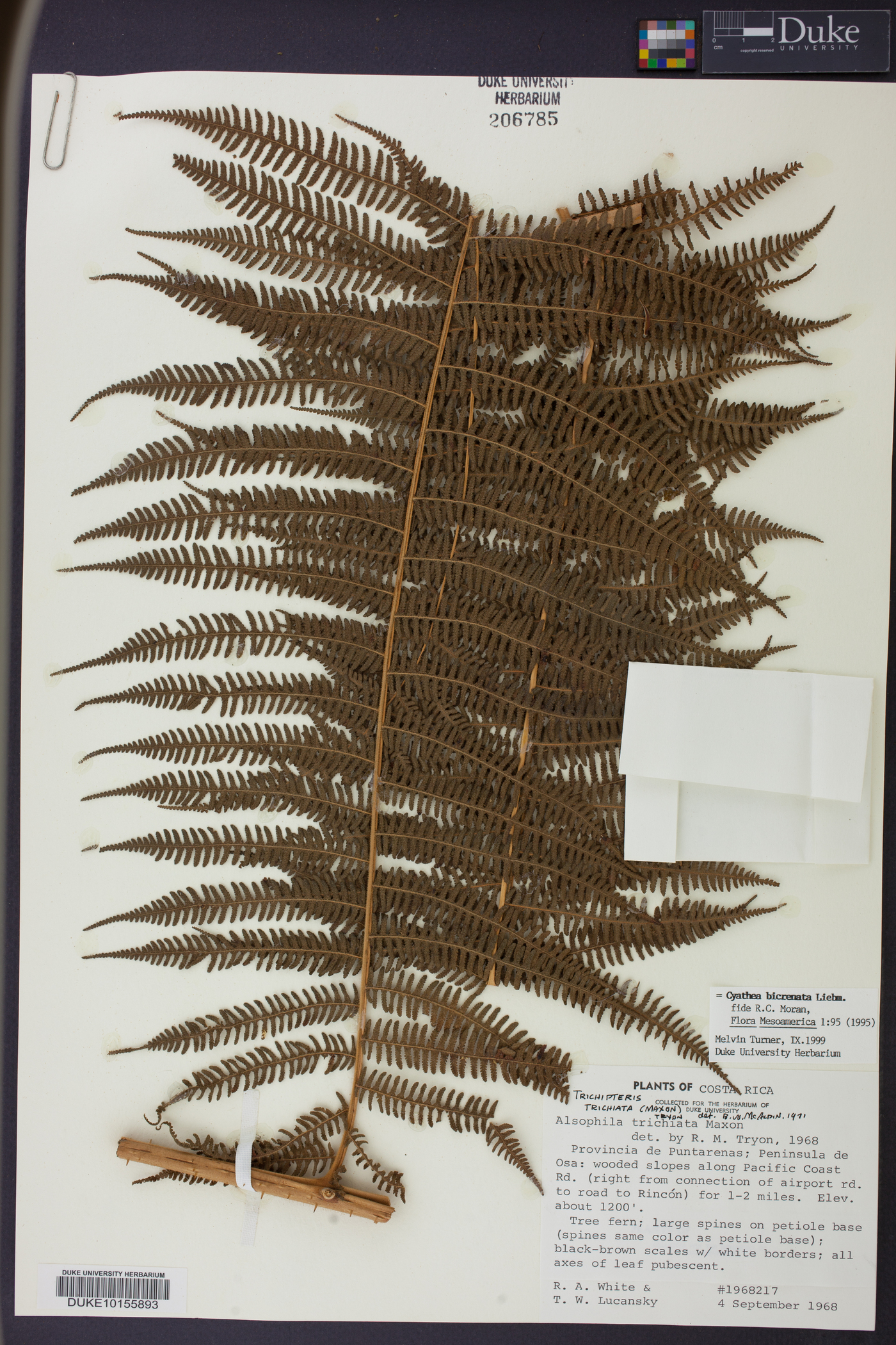 Cyathea bicrenata image